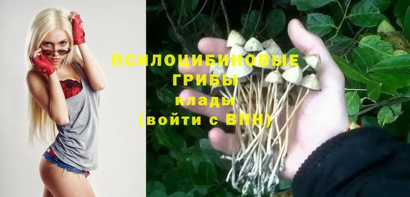 Псилоцибиновые грибы Magic Shrooms  Бирюсинск 